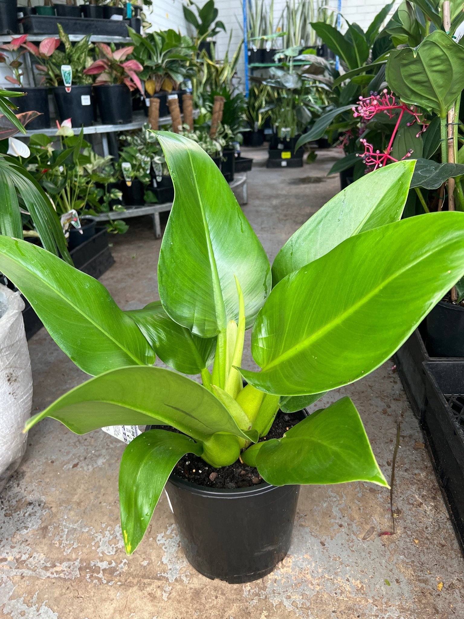 Philodendron Fat Boy 2.0 - Large (PICK UP ONLY) - Ladybird Nursery