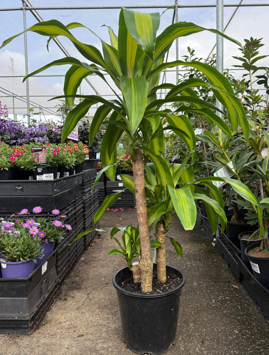 Happy Plant (Dracaena fragrans ‘Massangeana’) PICK UP ONLY - Ladybird Nursery