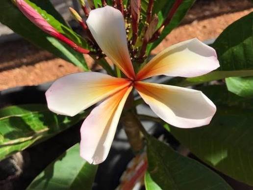 Frangipani ‘Sweet Aloha’ (Plumeria rubra) - Ladybird Nursery