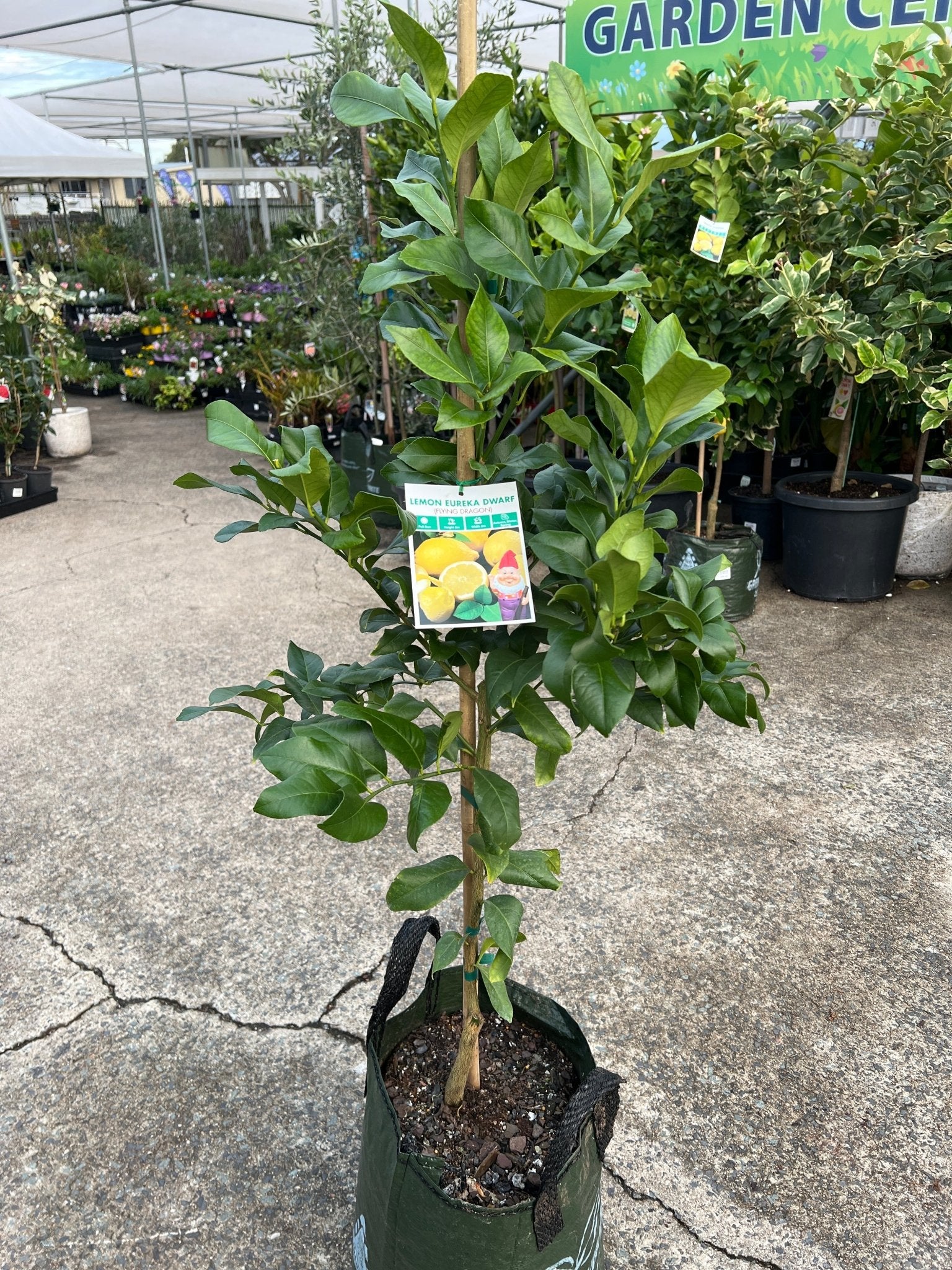 Dwarf Lemon 'Eureka' - Advanced (PICKUP ONLY) - Ladybird Nursery