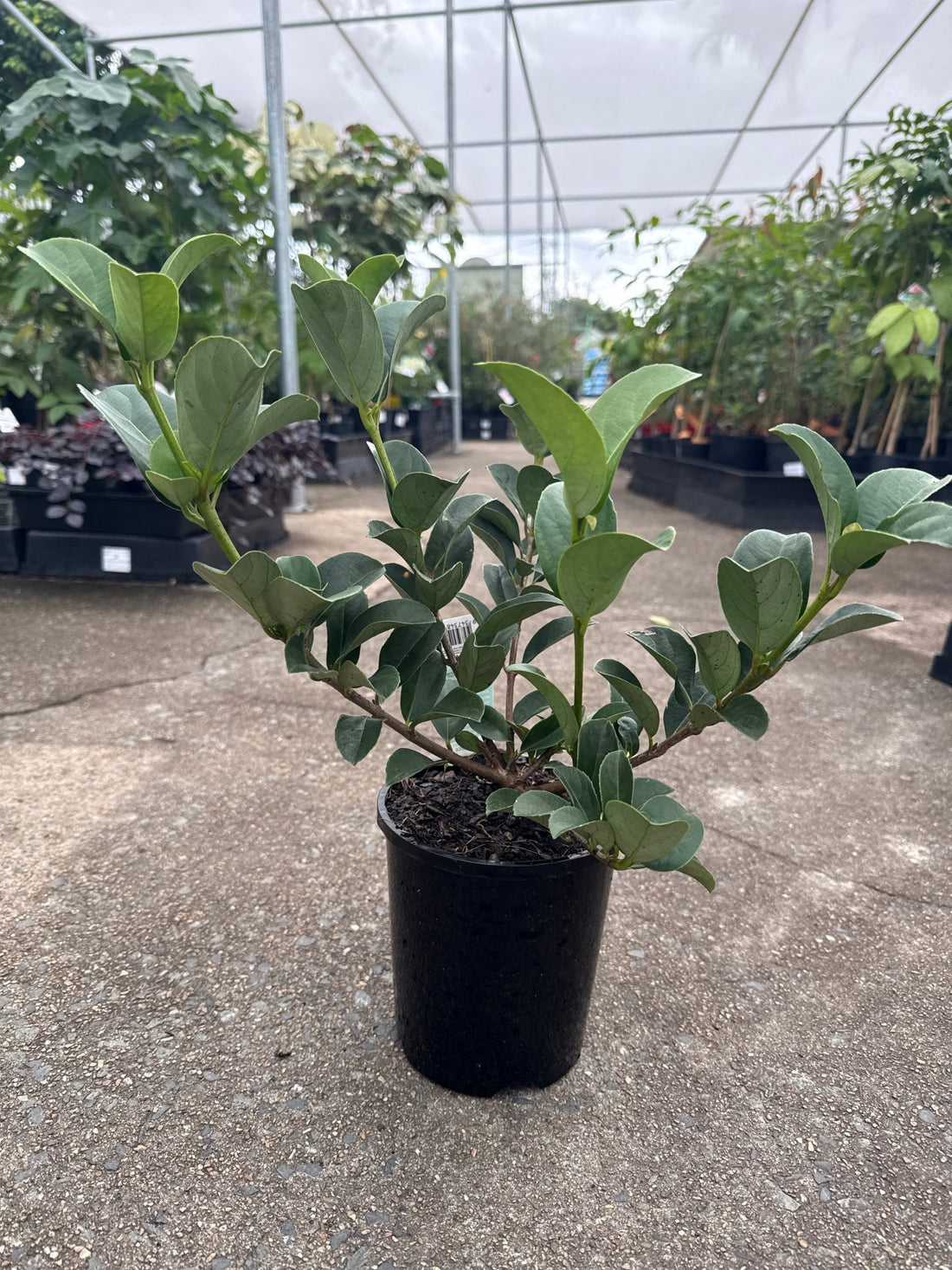 Sweet Viburnum 'Dense Fence' (Viburnum odoratissimum) - Ladybird Nursery