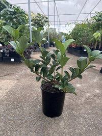 Sweet Viburnum 'Dense Fence' (Viburnum odoratissimum) - Ladybird Nursery