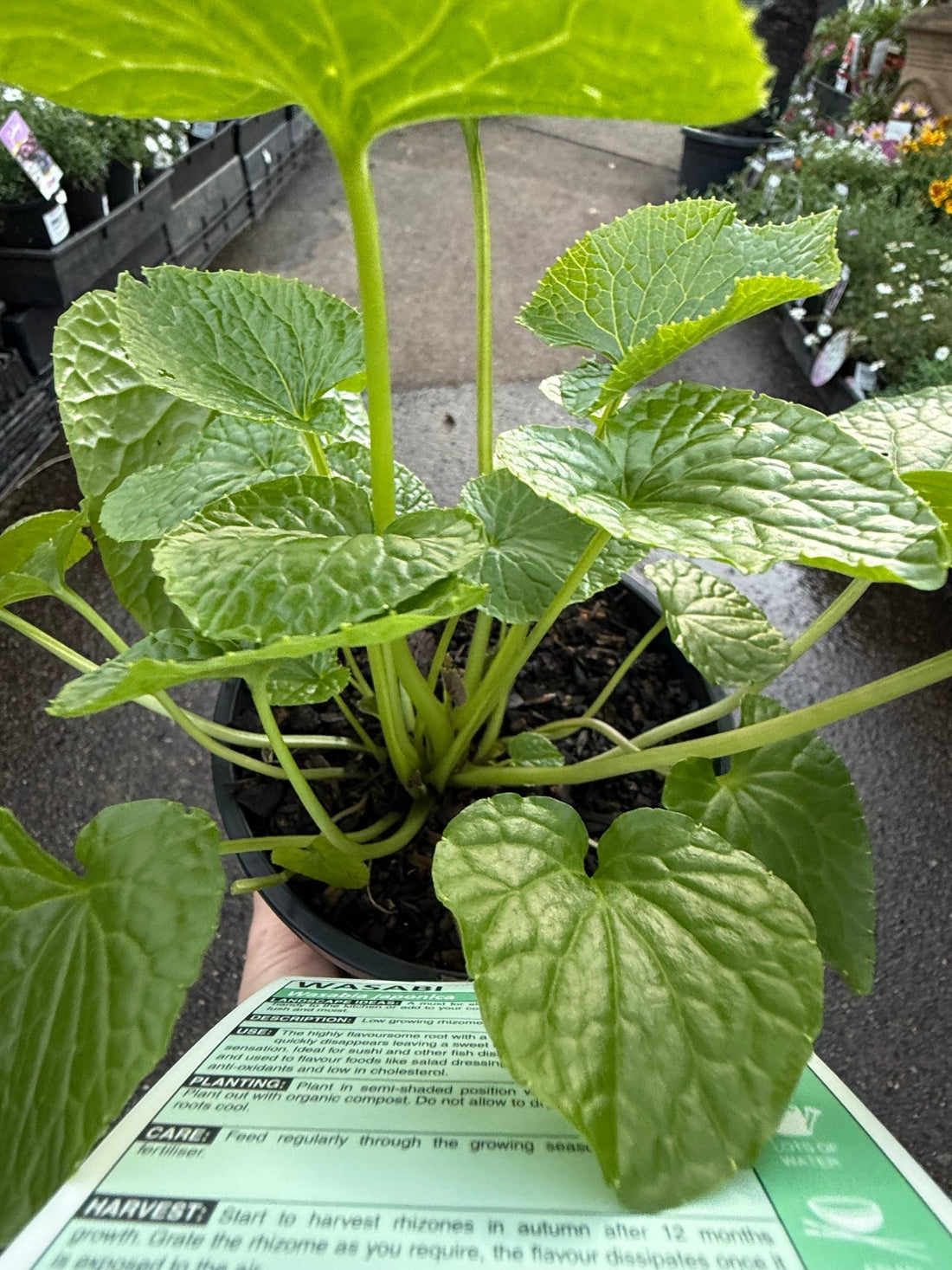Wasabi 'Green Thumb' (Wasabia japonica) - Ladybird Nursery