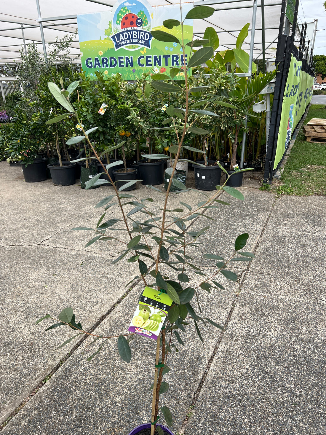 Feijoa - Large