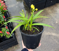 Ground Orchid Yellow (Spathoglottis) - Ladybird Nursery