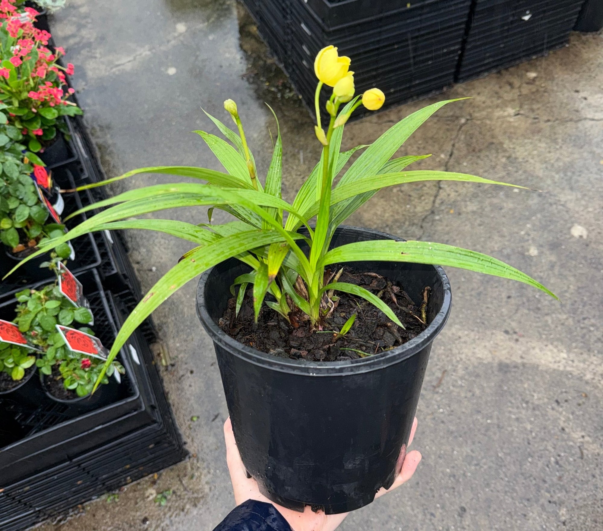 Ground Orchid Yellow (Spathoglottis) - Ladybird Nursery