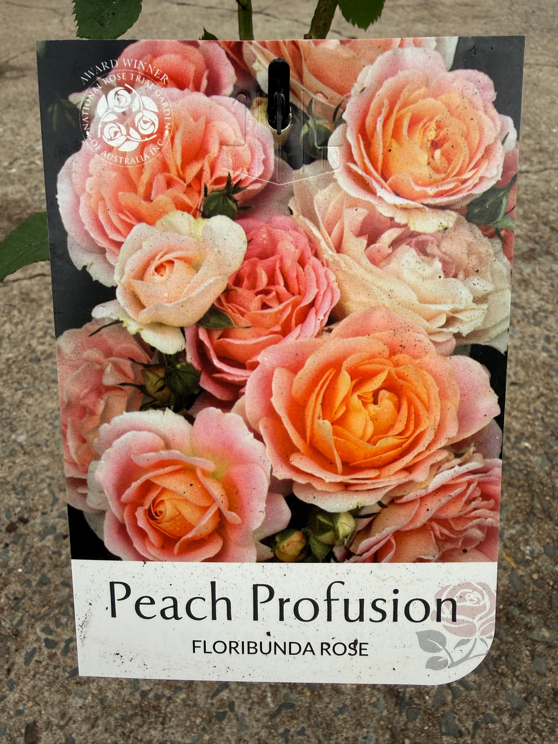 Rose 'Peach Profusion'