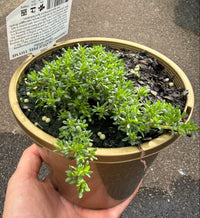 Thyme 'Creeping Orange Peel'