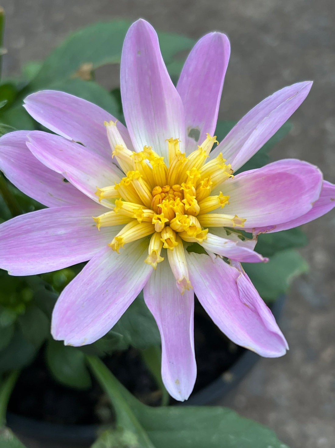 Dahlia 'Starburst Pink' - Ladybird Nursery