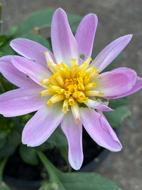 Dahlia 'Starburst Pink' - Ladybird Nursery