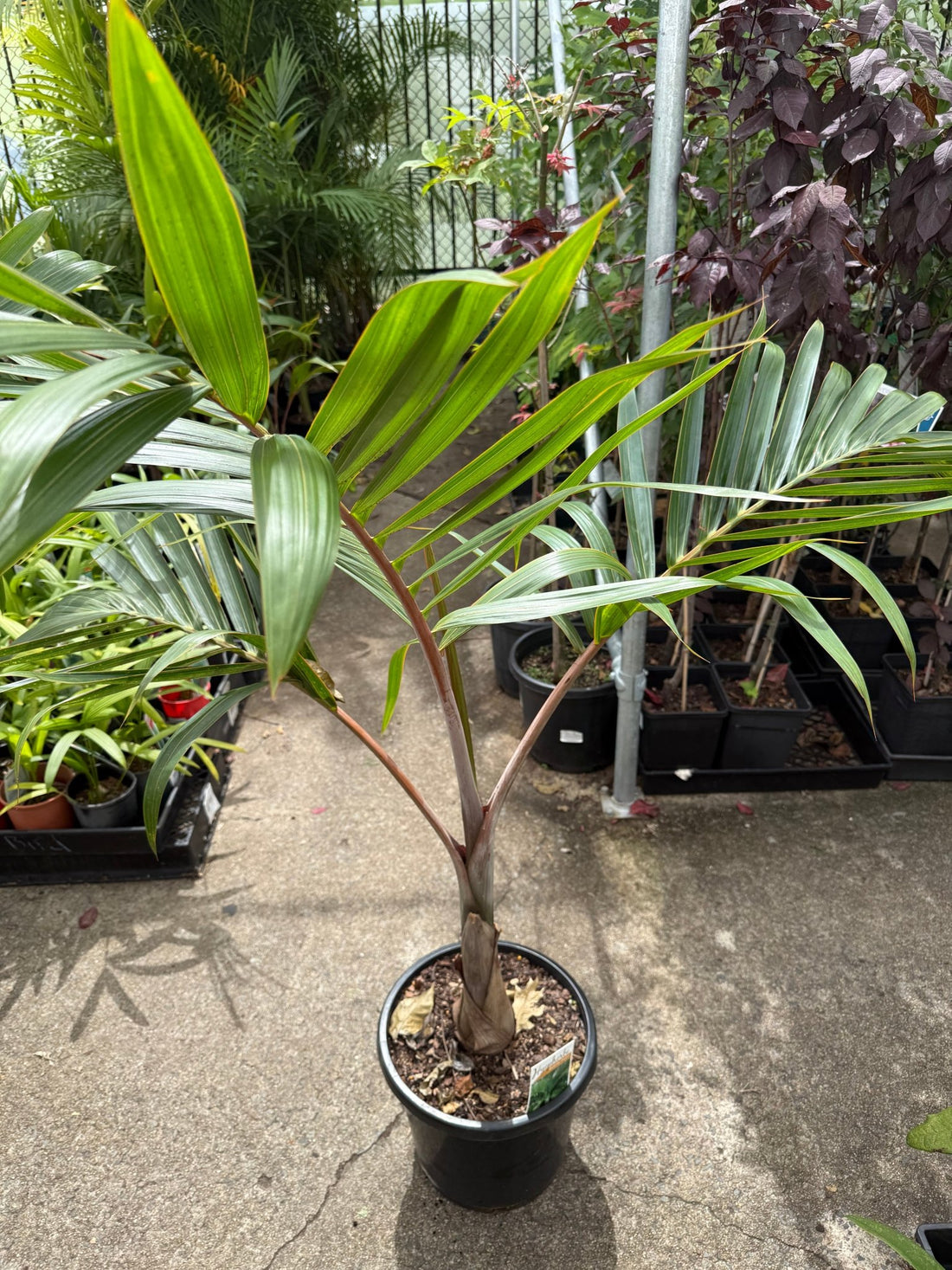 Bottle Palm (Hyophorbe lagenicaulis) (Pickup Only) - Ladybird Nursery