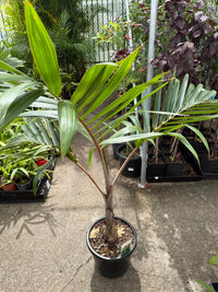Bottle Palm (Hyophorbe lagenicaulis) (Pickup Only) - Ladybird Nursery