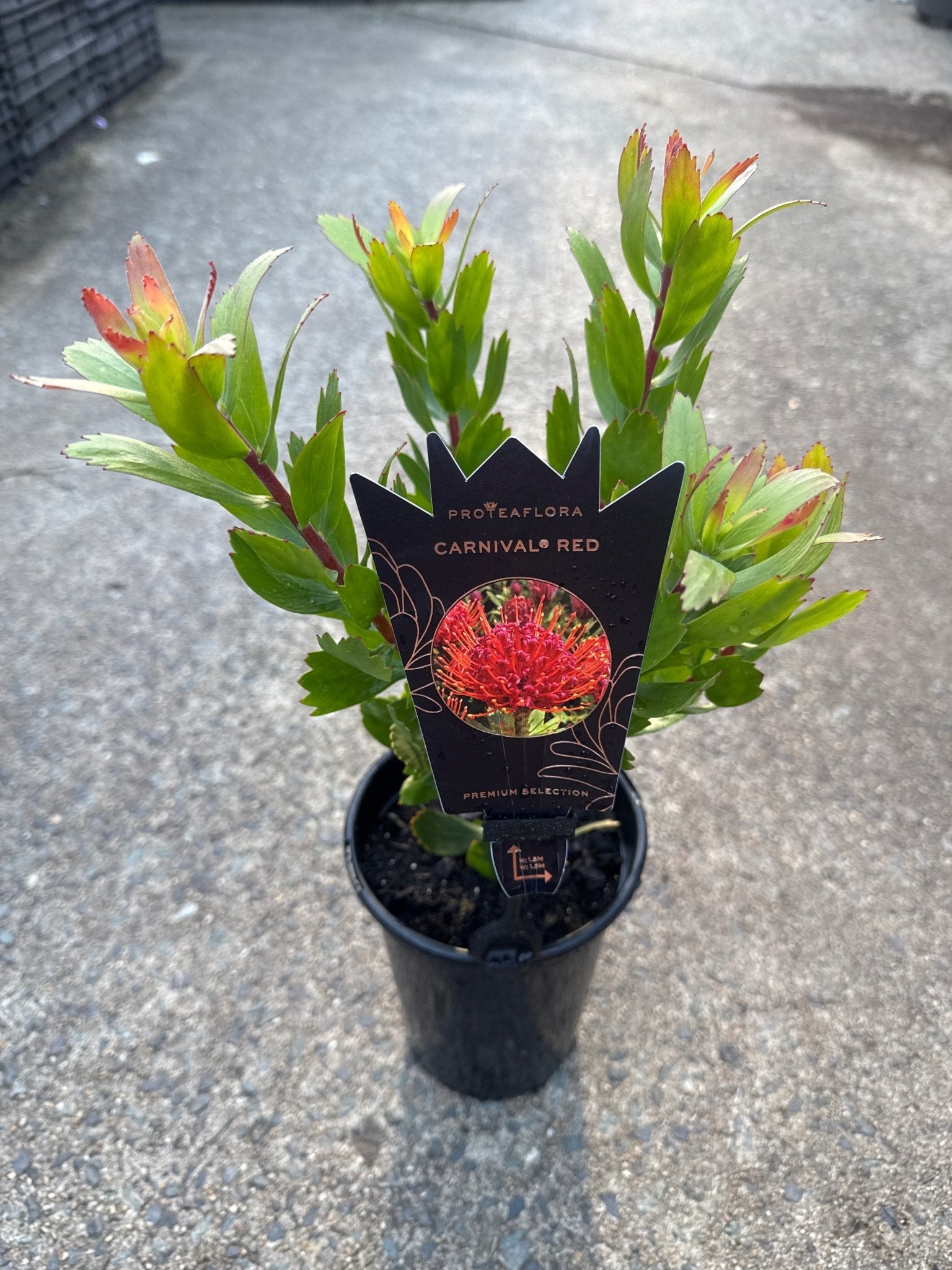 Leucospermum 'Carnival Red' - Ladybird Nursery