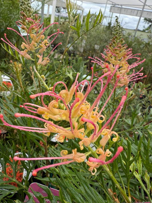 Grevillea 'Pink Profusion' - Ladybird Nursery