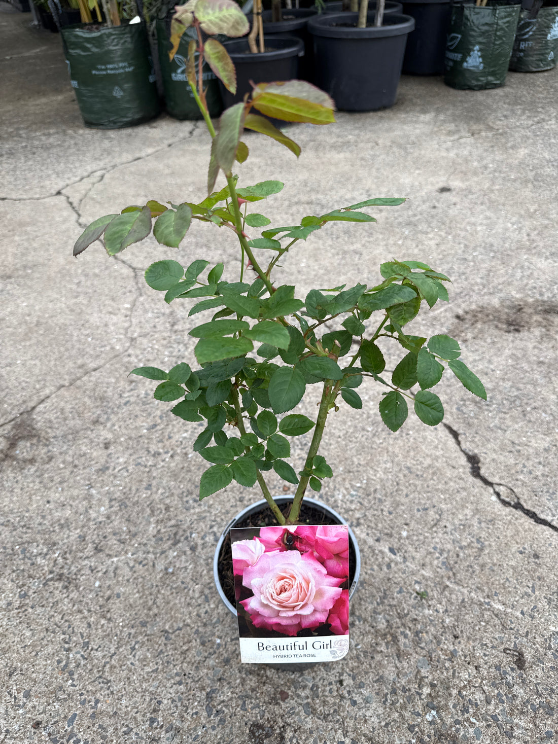 Rose 'Beautiful Girl'