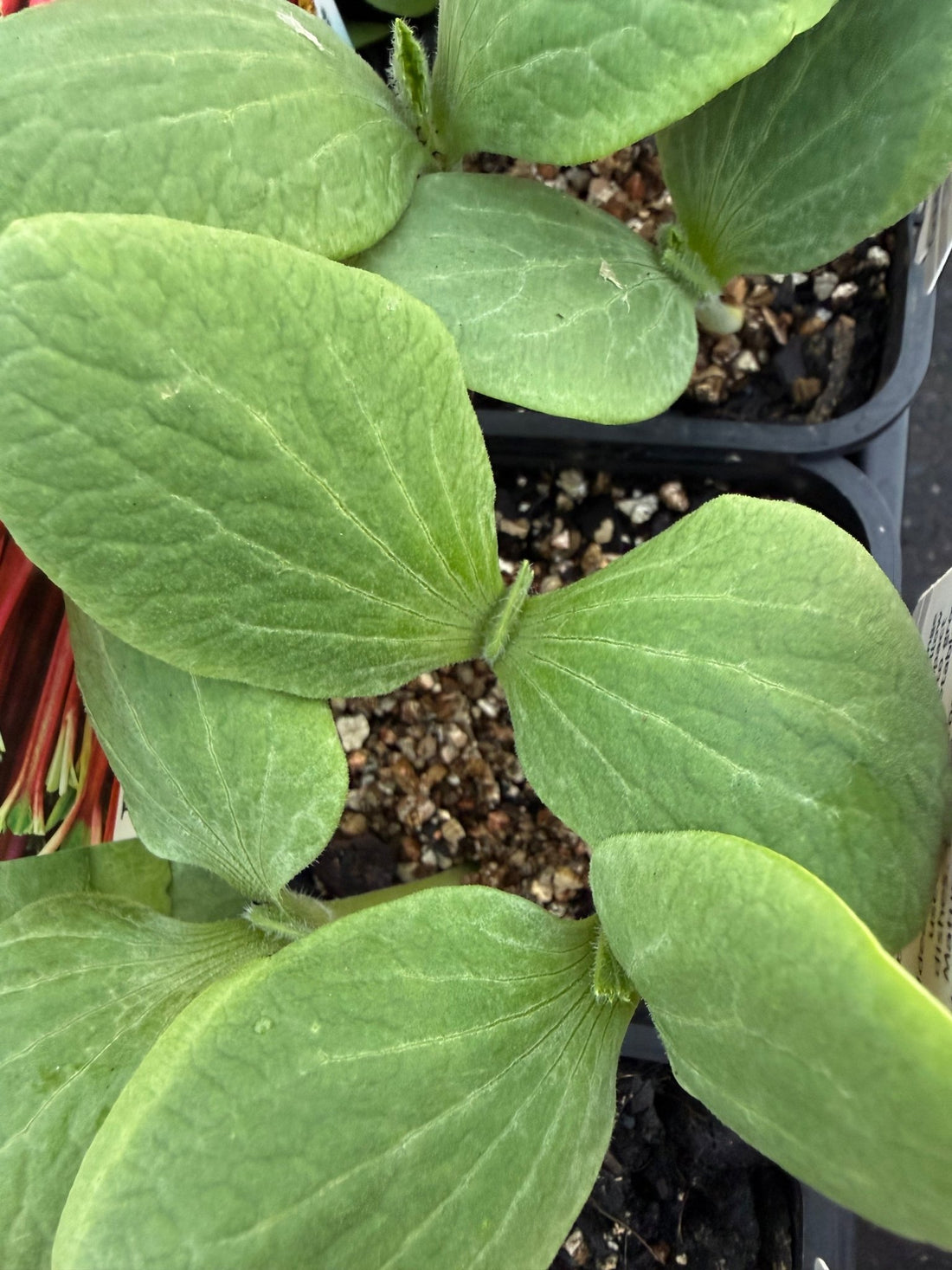 Pumpkin 'Golden Nugget' (Pickup Only) - Ladybird Nursery