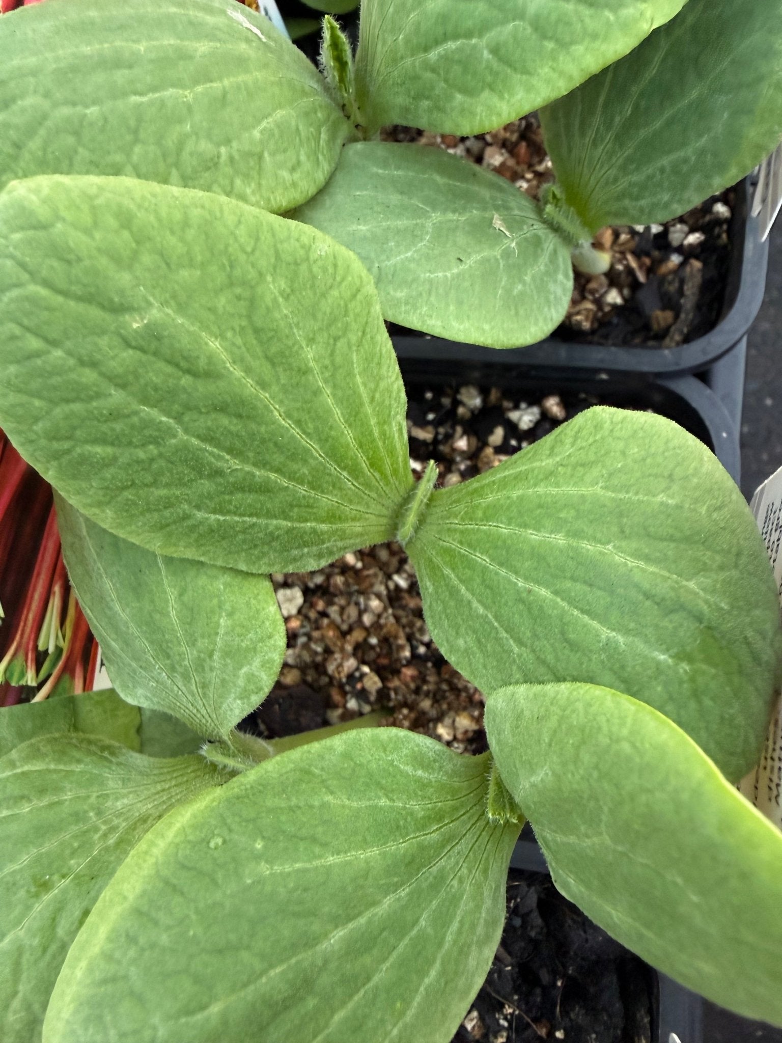 Pumpkin 'Golden Nugget' (Pickup Only) - Ladybird Nursery