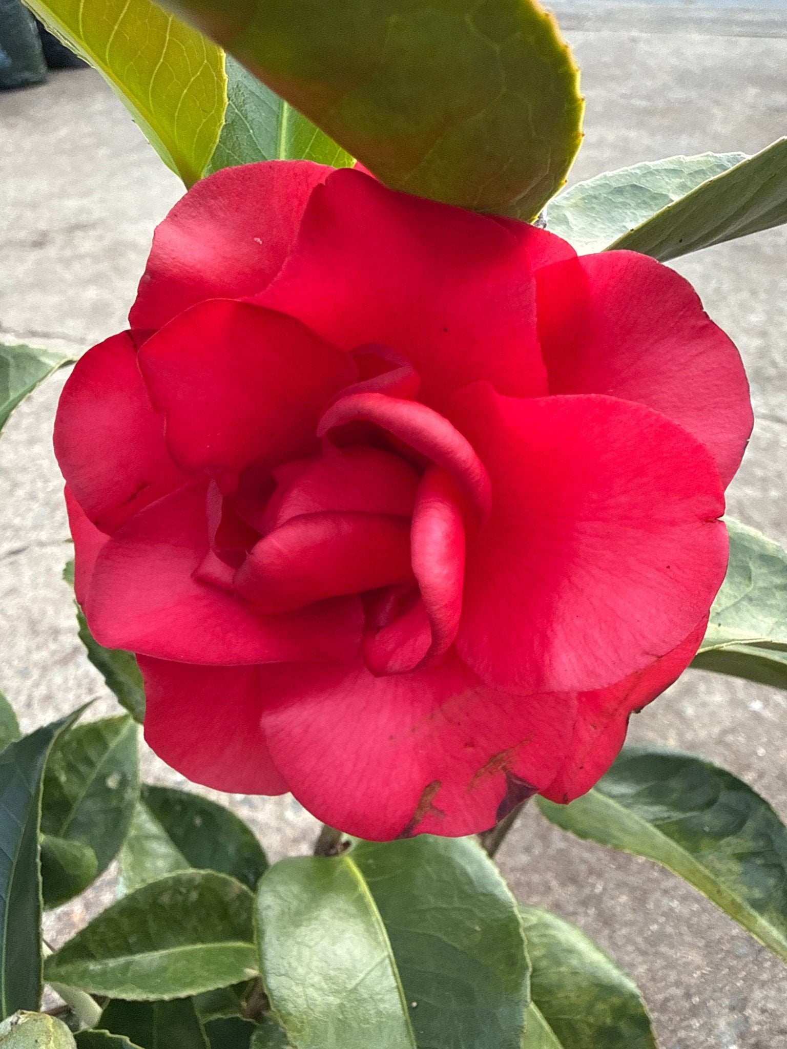Camellia 'Roger Hall' (Camellia japonica) - Ladybird Nursery