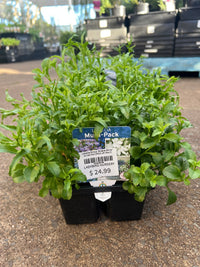 Lobelia Erinus 'Riviera White' 10 Cell Pot (PICK UP ONLY) - Ladybird Nursery