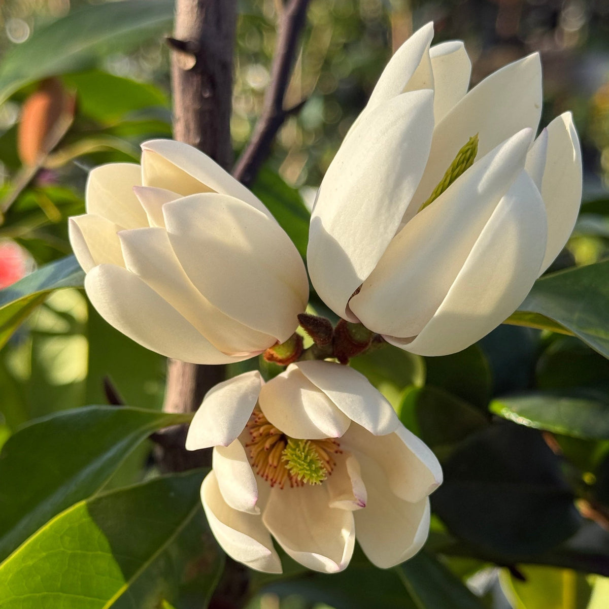 Michelia 'Bubbles' - Ladybird Nursery