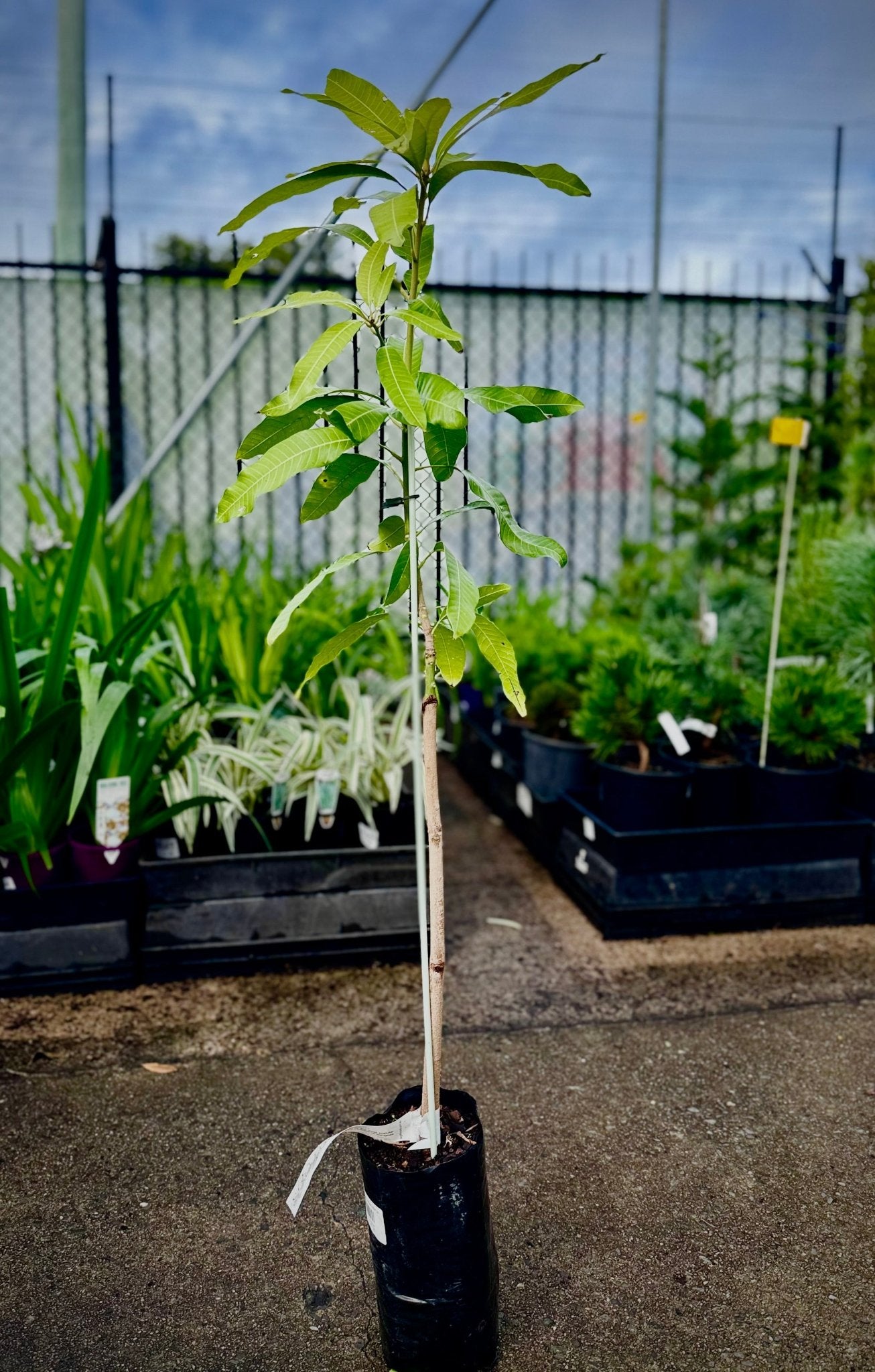 Mango 'Kasturi' - Green - Ladybird Nursery