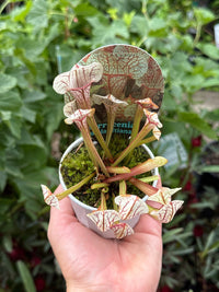 Pitcher Plant (Sarracenia umlauftiana) - Ladybird Nursery