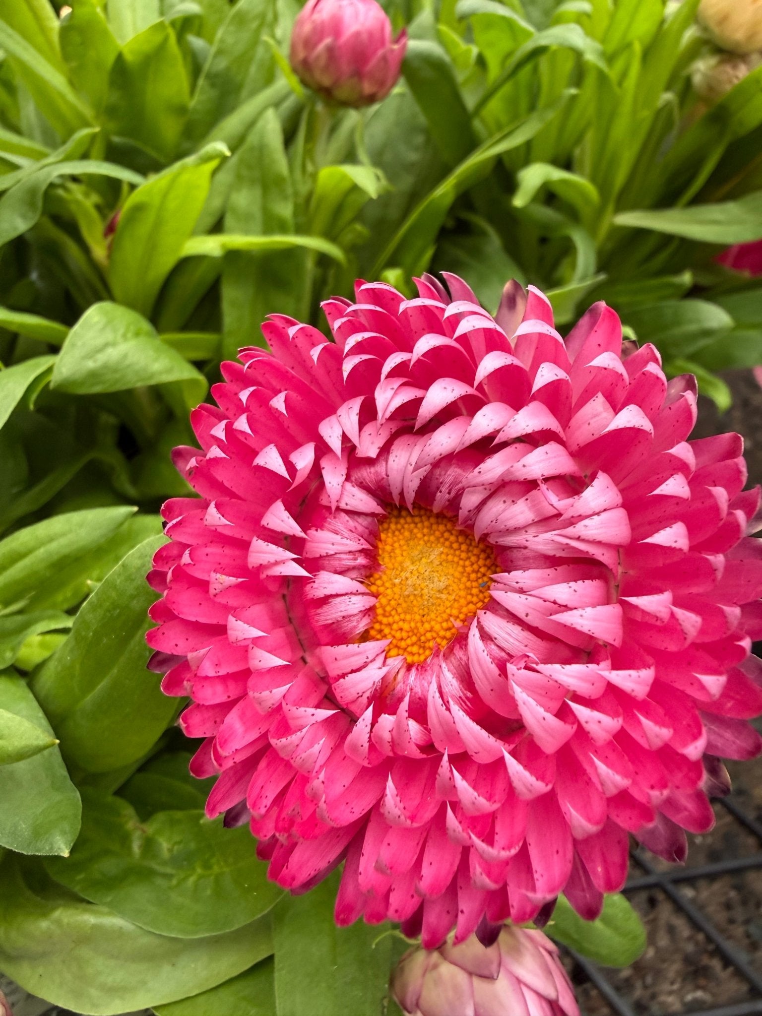 Paper Daisy 'Granvia' (Bracteantha bracteata) - Ladybird Nursery