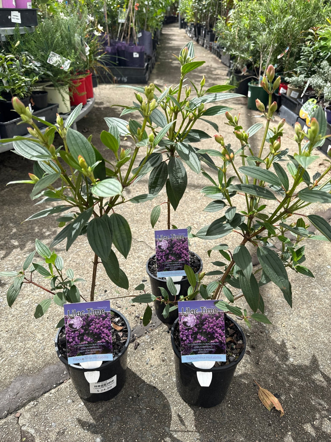Tibouchina 'Lilac Time' - Ladybird Nursery