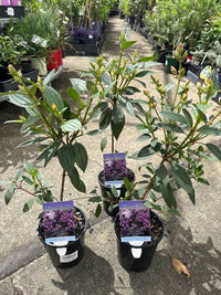 Tibouchina 'Lilac Time' - Ladybird Nursery
