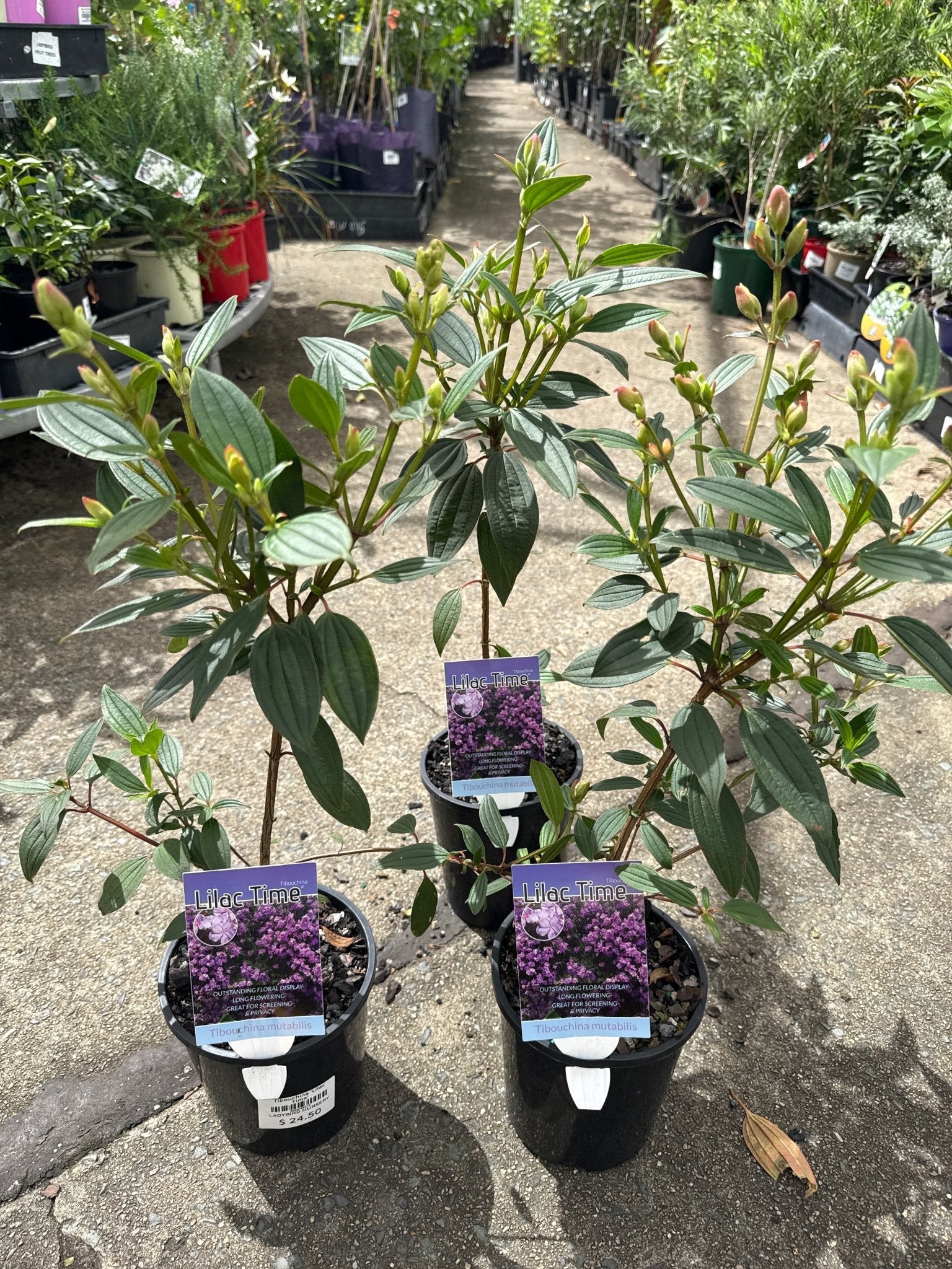 Tibouchina 'Lilac Time' - Ladybird Nursery