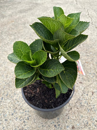 Hydrangea Magical Revolution - Ladybird Nursery