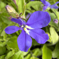 Lobelia erinus 'Blue'