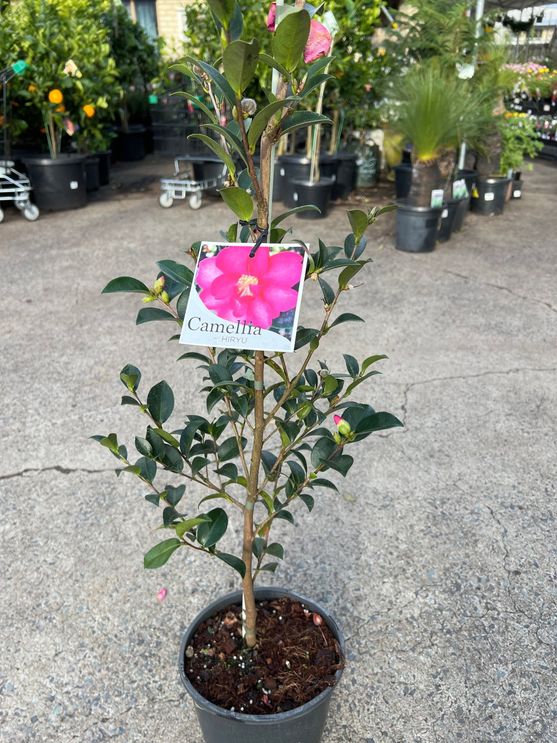 Camellia 'Hiryu' (Camellia hiemalis) - Large - Ladybird Nursery