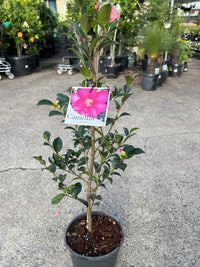 Camellia 'Hiryu' (Camellia hiemalis) - Large - Ladybird Nursery