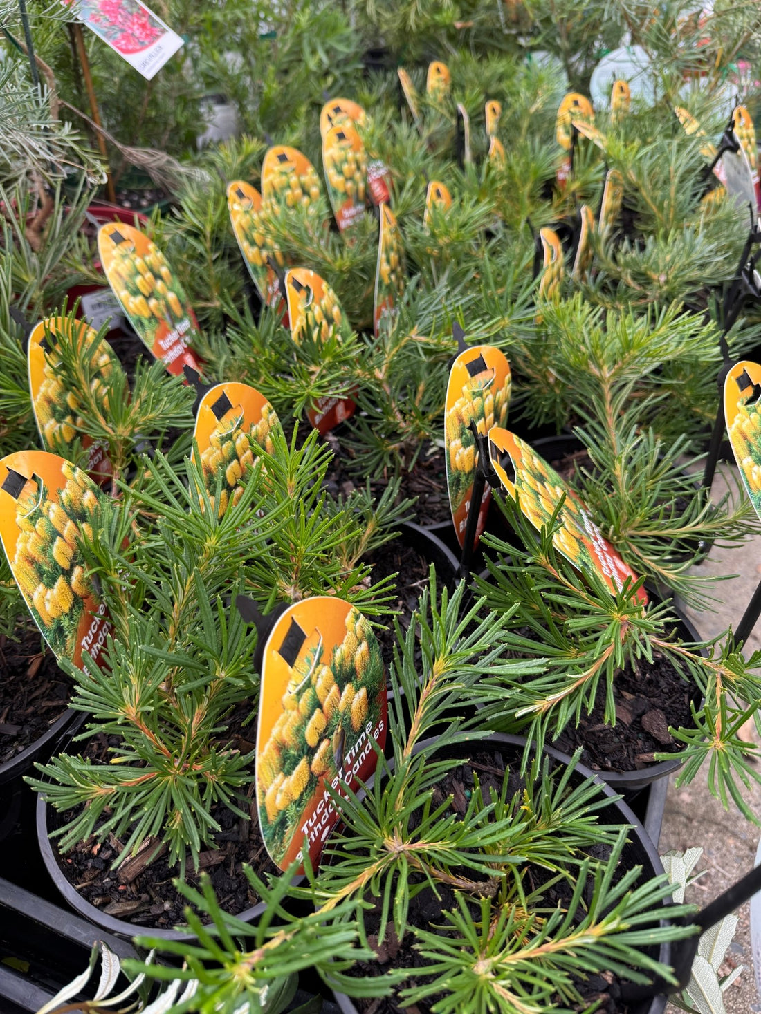 Dwarf Banksia 'Birthday Candles' (Banksia spinulosa) - Ladybird Nursery