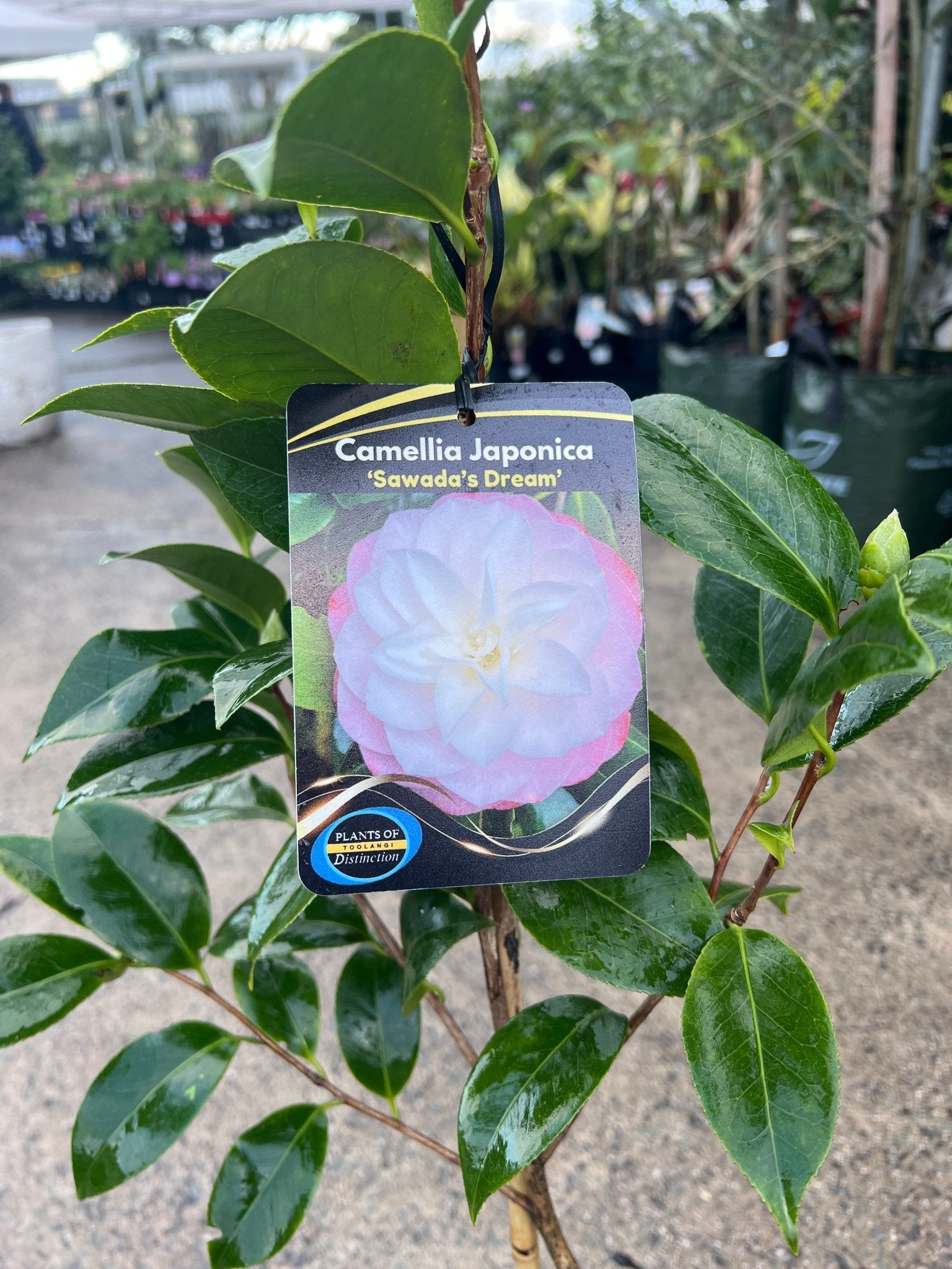 Camellia 'Sawadas Dream' (Camellia japonica) - Ladybird Nursery