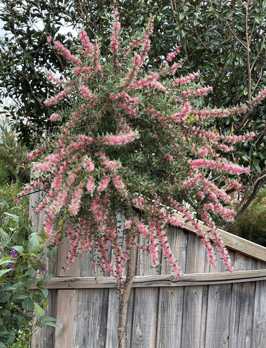 Hakea ‘Burrendong Beauty’ - Ladybird Nursery