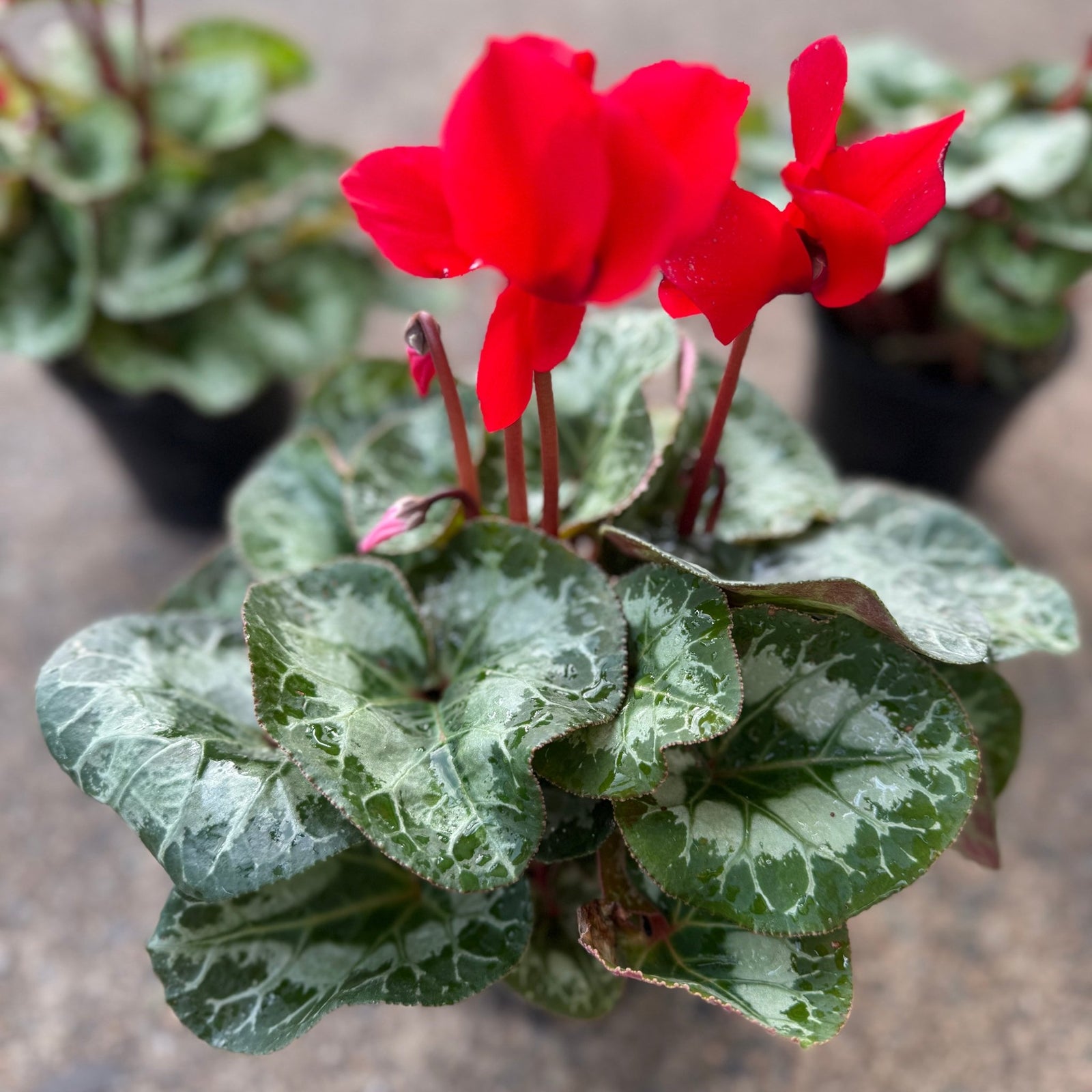Cyclamen Leopardo Large 'Red' - Ladybird Nursery
