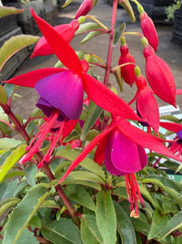 Fuchsia 'Electric Lights' - Ladybird Nursery