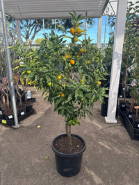 Kumquat 'Nagami' 300mm (PICKUP ONLY) - Ladybird Nursery