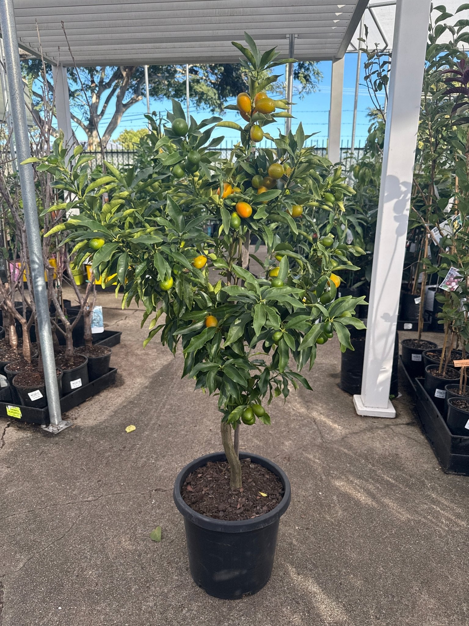 Kumquat 'Nagami' 300mm (PICKUP ONLY) - Ladybird Nursery