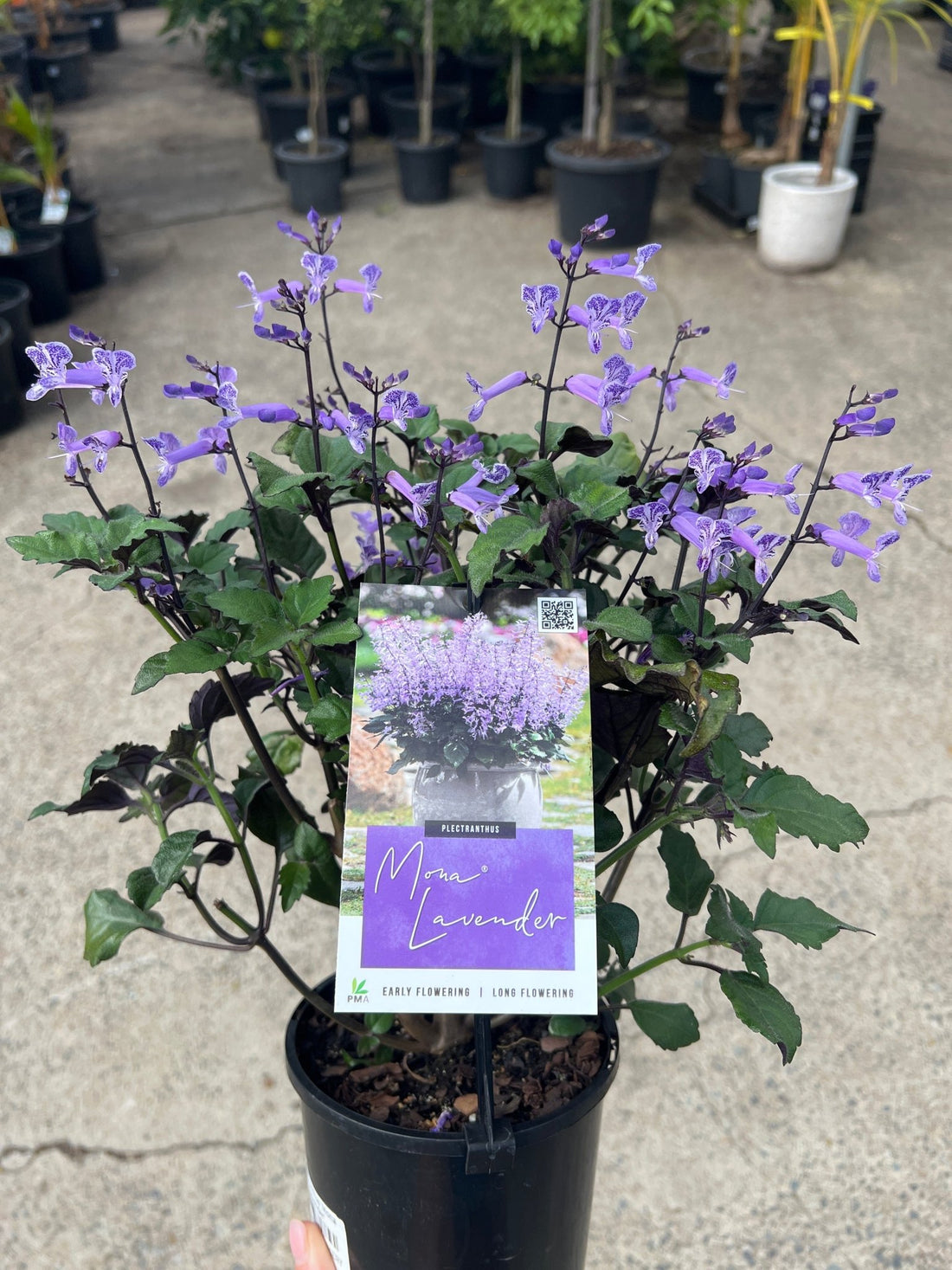 Plectranthus 'Mona Lavender' - Ladybird Nursery