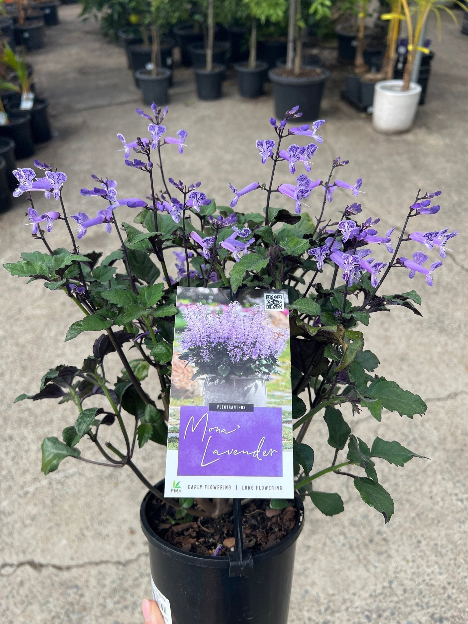 Plectranthus 'Mona Lavender' - Ladybird Nursery