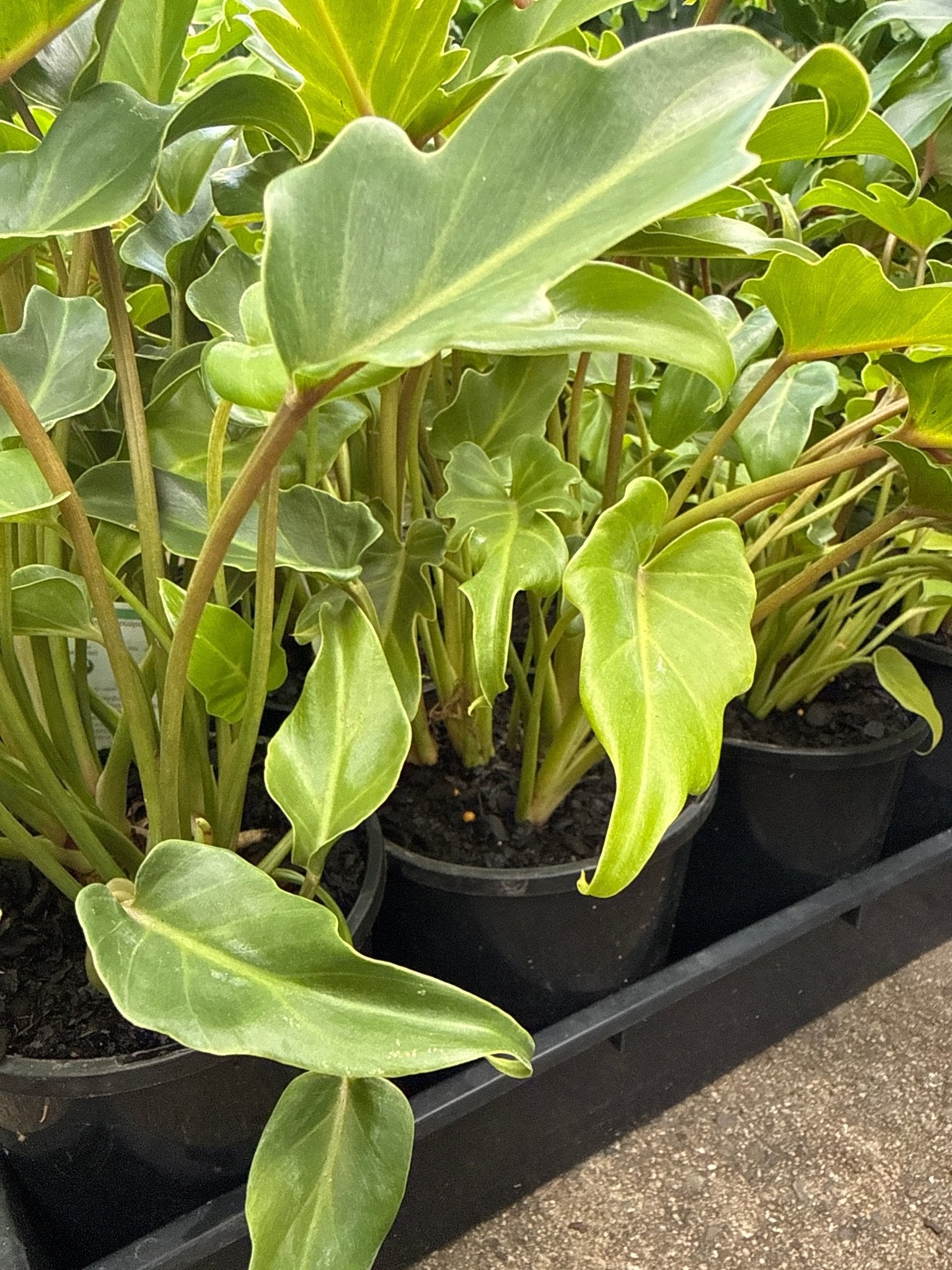 Philodendron 'Xanadu' - Ladybird Nursery