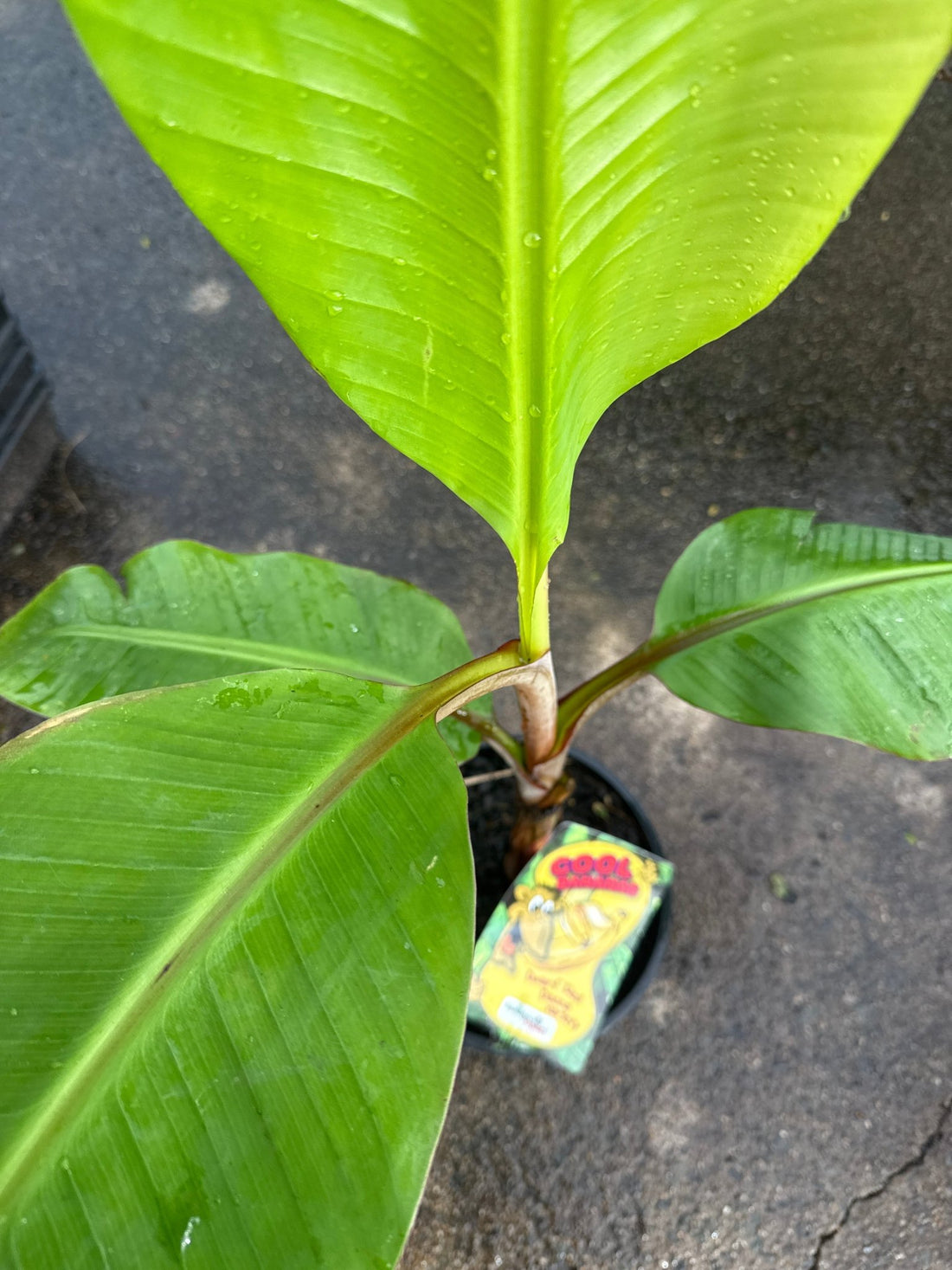 Dwarf Banana 'Red Dacca' (QLD ONLY) - Ladybird Nursery