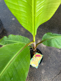 Dwarf Banana 'Red Dacca' (QLD ONLY) - Ladybird Nursery