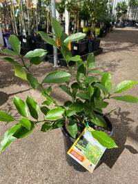 Dwarf Lemon 'Lemonicious' (QLD only) - Ladybird Nursery
