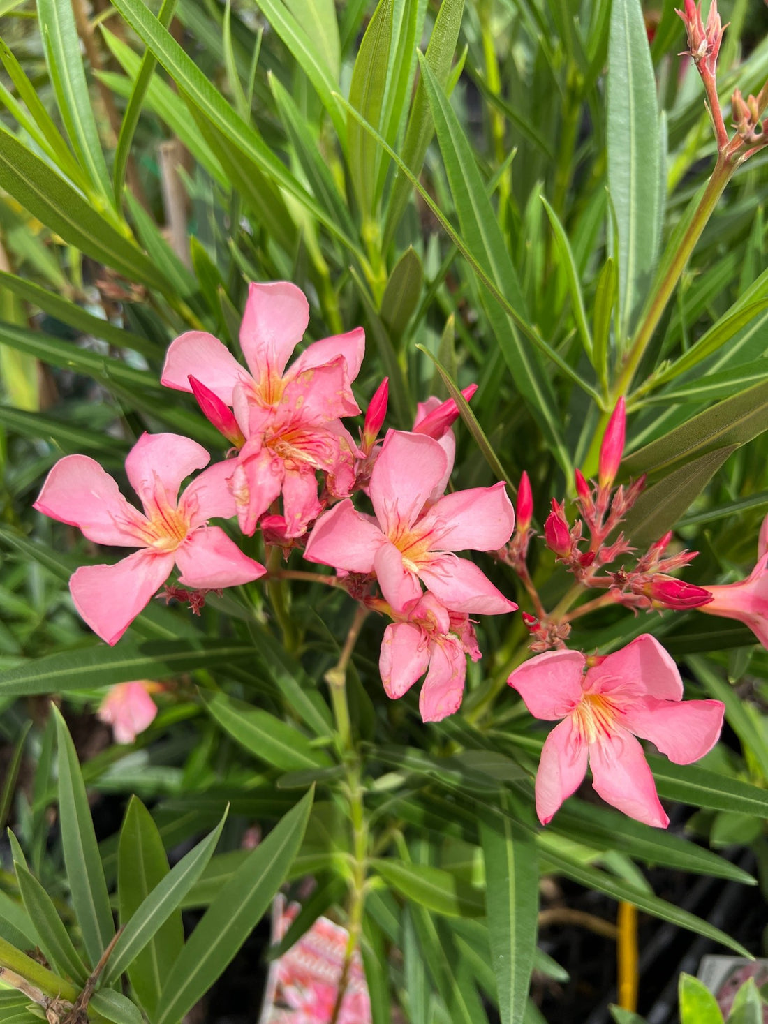 Oleander 'Isabella' (Nerium oleander) - Ladybird Nursery