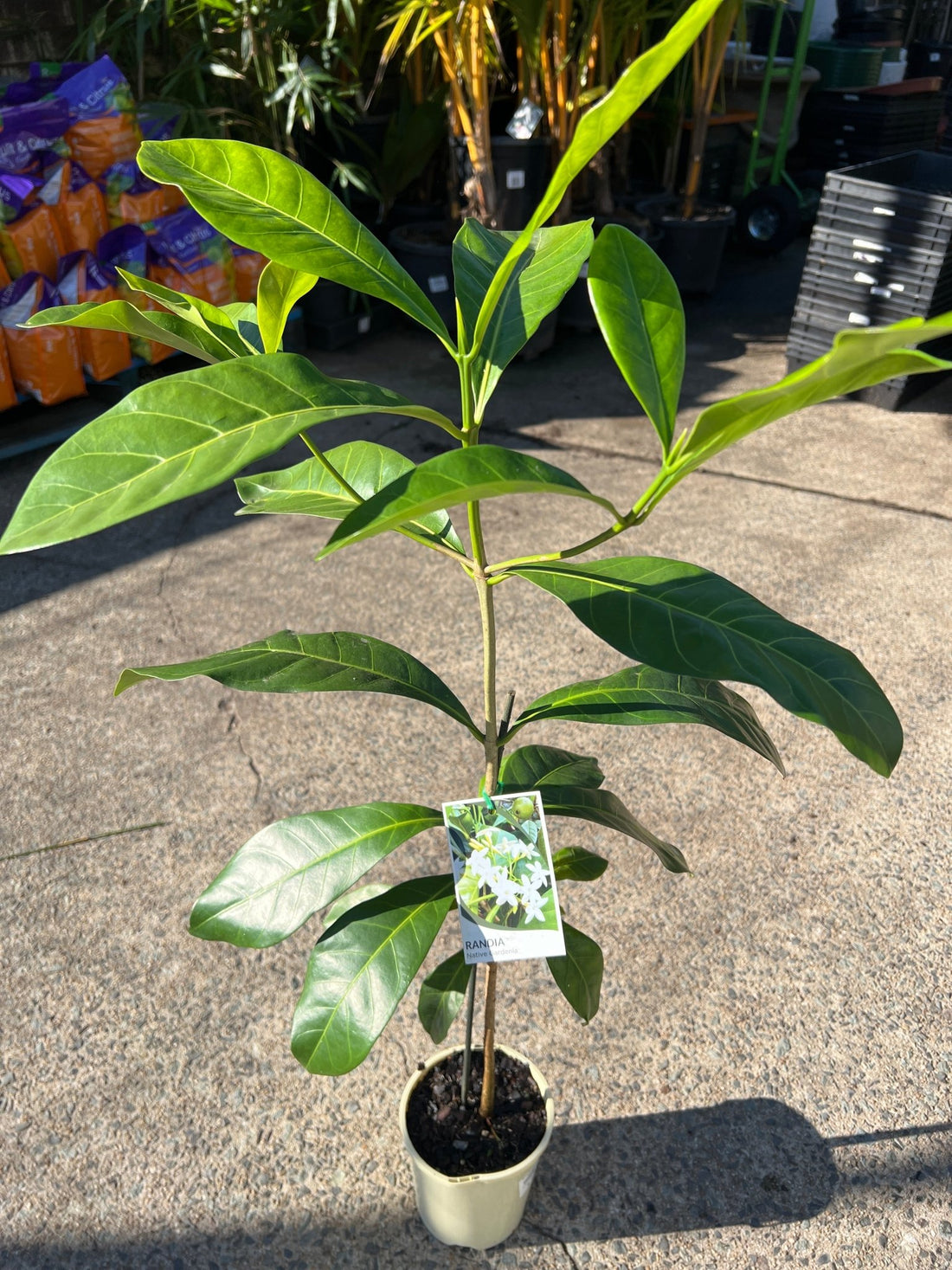 Atractocarpus fitzalanii - Native Gardenia - Ladybird Nursery