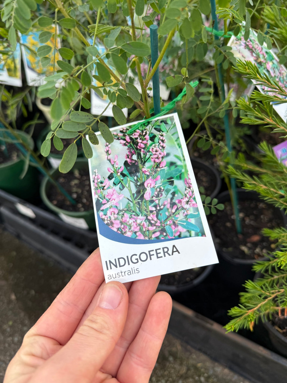 Australian Indigo (Indigofera australis) - Ladybird Nursery